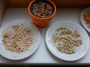 Pozorujeme jak klíčí a rostou semínka